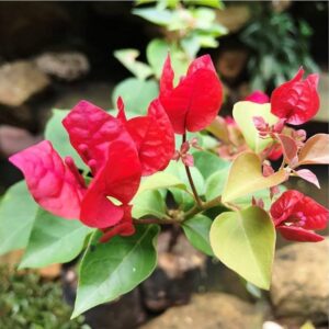 Seeds Bogenvelia Red, Pack of 1