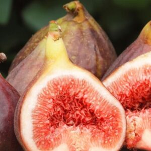 Seeds Anjeer Plant