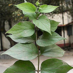 Seeds Harsingaar/ Parijaat
