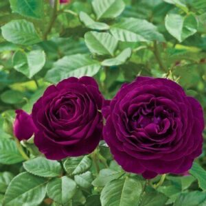 Seeds Unique Red Rose Plant