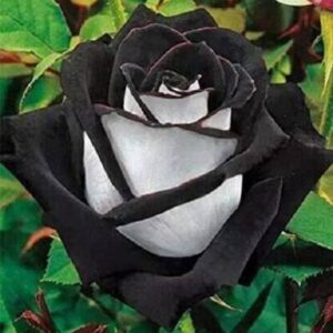 Seeds Rose Live Plant