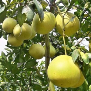 Seeds Batabi Labu/Pomelo Lemon Fruit Plant