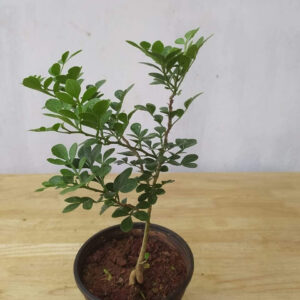 Seeds Thai Wood Apple Live Plant- Popular Among Indian/Bengali Street Food