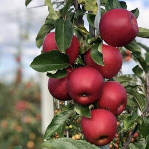 Seeds Apple Plant