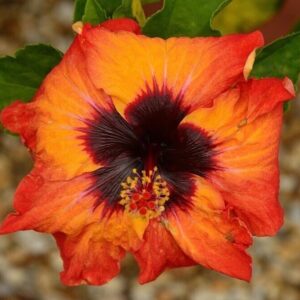 Seeds Hibiscus Orange & Black