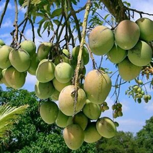 Seeds Himsagar Mango Plant