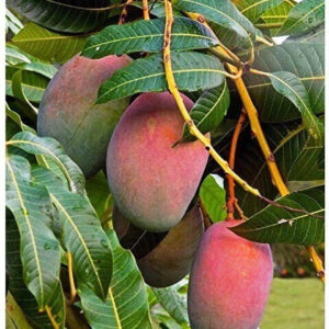 Seeds Sunderi Mango/Aam Fruit Plants