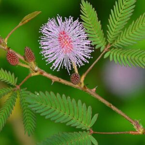 Seeds Shy Plant, Lajjabati, Chu Mui, Toch Me Not Plant