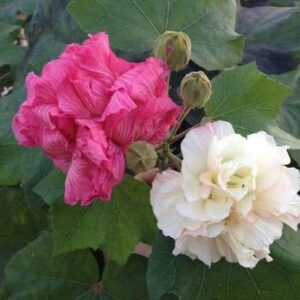 Seeds Rare Land Lotus Double Petal Color Changing Flower Live Plant