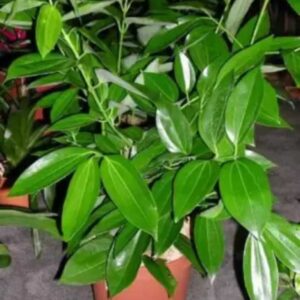 Seeds Tejpatta Plant