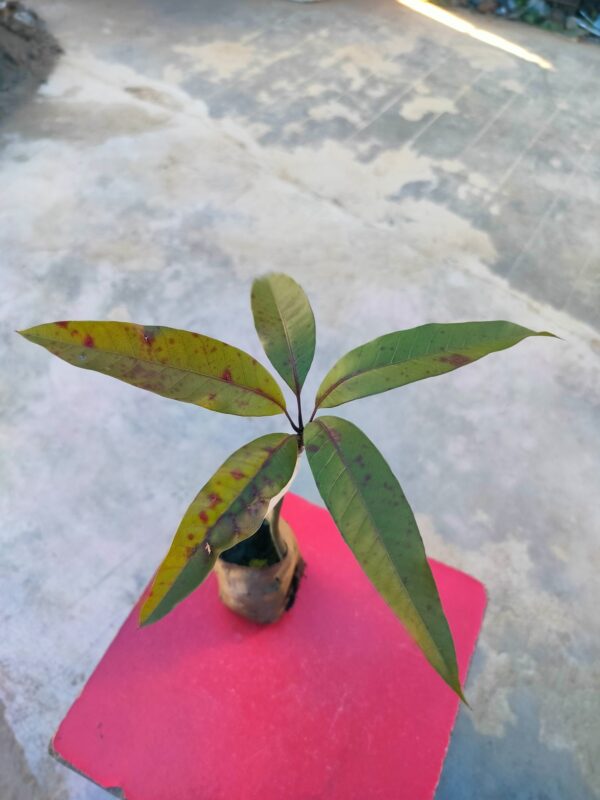 1740138569152-201-1