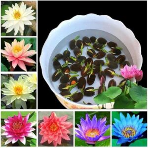 Lotus seeds
