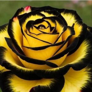 Eclipse Rose Seeds Pack of 1